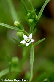 Image result for Thesium