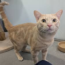 ‪Meet the cats | Battersea Dogs & Cats Home‬‏
