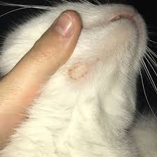 Begrenzter Haarausfall Bei Meiner Katze Gesundheit Und Medizin Tiere Medizin