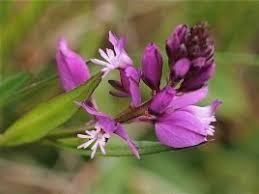 Image result for Polygala francisci