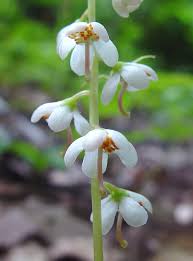 Image result for Rinorea elliptica