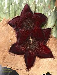 Image result for Tridentea marientalensis