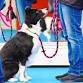 OBEDIENCE RUN-THRU — Port Chester Obedience Training Club