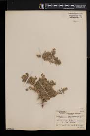 Image result for Aptosimum procumbens