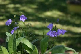 Image result for Campanula