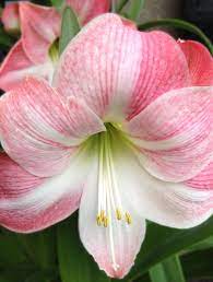Amaryllis The Detail Captured Is Fantastic Amaryllis Flower Photos Beautiful Flowers
