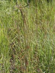 Image result for Heteropogon contortus