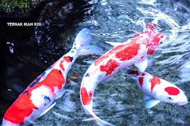 Ternak Ikan Koi Meningkatan Pertumbuhan Ikan Agribisnis Co Id
