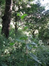 Image result for Cyathula polycephala