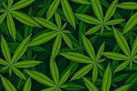 You can download in a tap this free thug life weed leaf transparent png image. Free Weed Leaf Vectors 1 000 Images In Ai Eps Format