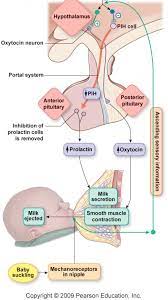 Ferguson reflex surge of oxytocin, resulting in increased contractions, as the presenting part of the fetus stimulates nerve receptors in the pelvic floor, the cervix and upper portion of the vagina. Figure 2 From An Investigation Of The Effects Of Pitocin For Labor Induction And Augmentation On Breastfeeding Success Semantic Scholar