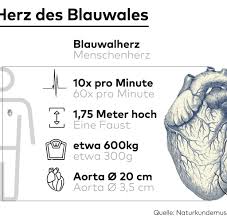 Blauwale Herzschlag Erstmals Gemessen Welt