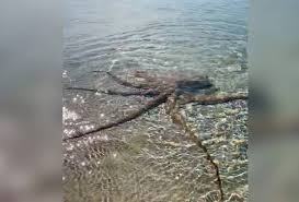 An octopus has three hearts. Sotong Kurita Garang Serang Lelaki Di Tepi Pantai Australia Astro Awani