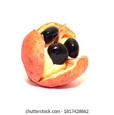 نتیجه جستجوی لغت [ackee] در گوگل