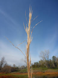 Image result for Elionurus tripsacoides