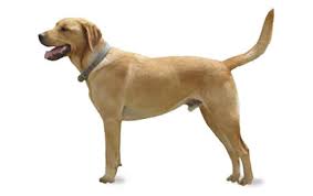 Goldador Mixed Dog Breed Information Pictures Characteristics Facts Dogtime