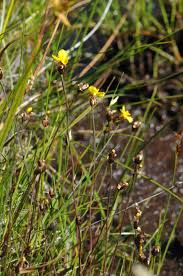 Image result for Xyris parvula