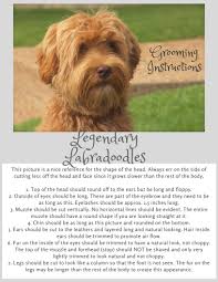 Lumar australian labradoodles, breeders of multigenerational australian labradoodle puppies in southeastern virginia, serves the cities of virginia beach, chesapeake, suffolk, portsmouth, newport news, williamsburg, and richmond. Grooming Guidelines For Your Australian Labradoodle