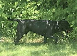Black And White Pitbull Female Pin On Photos From Lost Dogs Minnesota