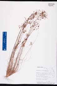 Image result for Bulbostylis sp.no.4