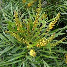 And when the fragrant blooms release their scent, it's a heavenly occasion. Mahonie Soft Caress Mahonia Soft Caress Gartencenter Zulauf Pflanzen Kaufen