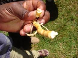 Image result for Mondia ecornuta