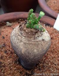 Image result for Euphorbia dedzana