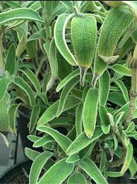Image result for Phlomis fruticosa