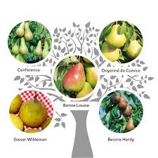 A garden isn't really complete without fruit trees. Family Fruit Tree Pear Suttons