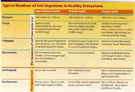 Food Web And Soil Health Scoop On Soil
