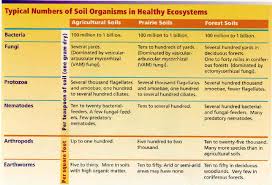 food web and soil health scoop on soil