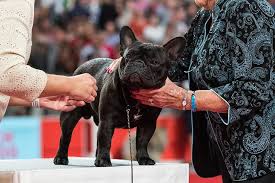 (miami, broward, palm beaches / north & central florida). Reserve Best In Show American Kennel Club