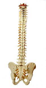Browse 30,254 backbone stock photos and images available, or search for digital backbone or backbone concept to find more great stock photos and pictures. Spine Backbone Vertebrae Free Image On Pixabay