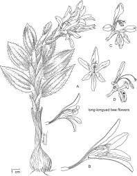 Image result for Babiana bainesii