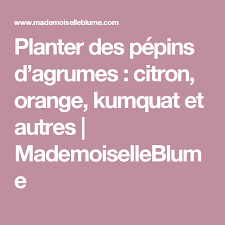 Planter Des Pepins D Agrumes Citron Orange Kumquat Et Autres Citron Agrumes Orange
