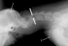 Wobbler Disease Wikipedia