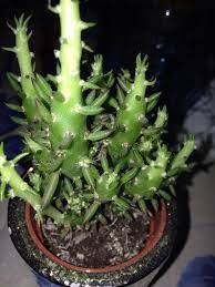 It has a trunk, up to 4. Christmas Tree Cactus Opuntia Subulata Monstrose Opuntia Subulata Monstrose Is An Easy To Grow Form Of The Larger Tree Like Opuntia S Plants Red Roses Soil
