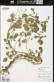Image result for Nasturtium microphyllum