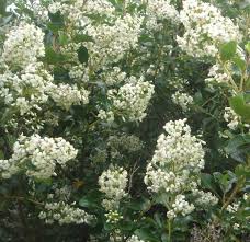 Email us for sales & support: Buy Escallonia Iveyi White Escallonia Hedging Hopes Grove Nurseries