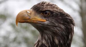 In de vlucht lijkt de kop kleiner. De Zeearend Veruit De Grootste Roofvogel Van Nederland Eigenwijs Blij