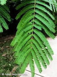 The mimosa tree can acclimate itself to various soil conditions and types. Mimosa Silk Tree Albizia Plant Resources Home Ttu