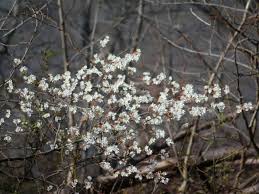 Image result for Snowberry White 1986 Currys