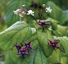 Most fragrant flowers zone 6. Fragrant Plants For Pathways Finegardening