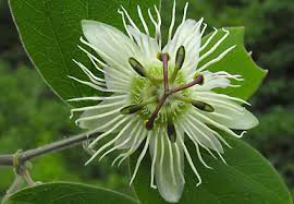 Image result for Passifloraceae