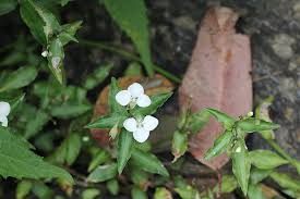 Image result for Aneilema