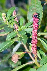 Image result for Phytolacca dodecandra