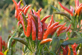 When i planted my garden this year i accidentally bought a cayenne pepper plant along with my jalapenos, serranos and bells. Grow Cayenne Peppers Pepper Joe S Pepper Joe S