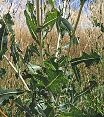 Image result for Lactuca setosa