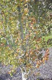 You aren't a fan of the 90+ days but overall we've had decent temperatures so far. Stop Pests And Disease In Poplars And Aspens Winnipeg Free Press Homes