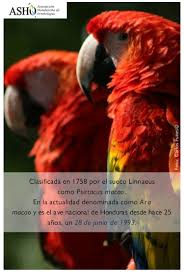 We did not find results for: Ara Macao Ave Nacional De Honduras Asociacion Hondurena De Ornitologia Asho